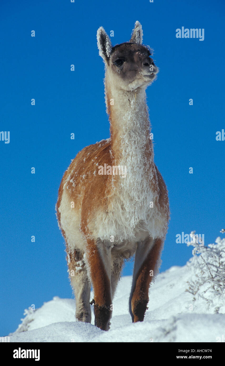 Adult Guanaco standing in knee deep  snow drift Stock Photo