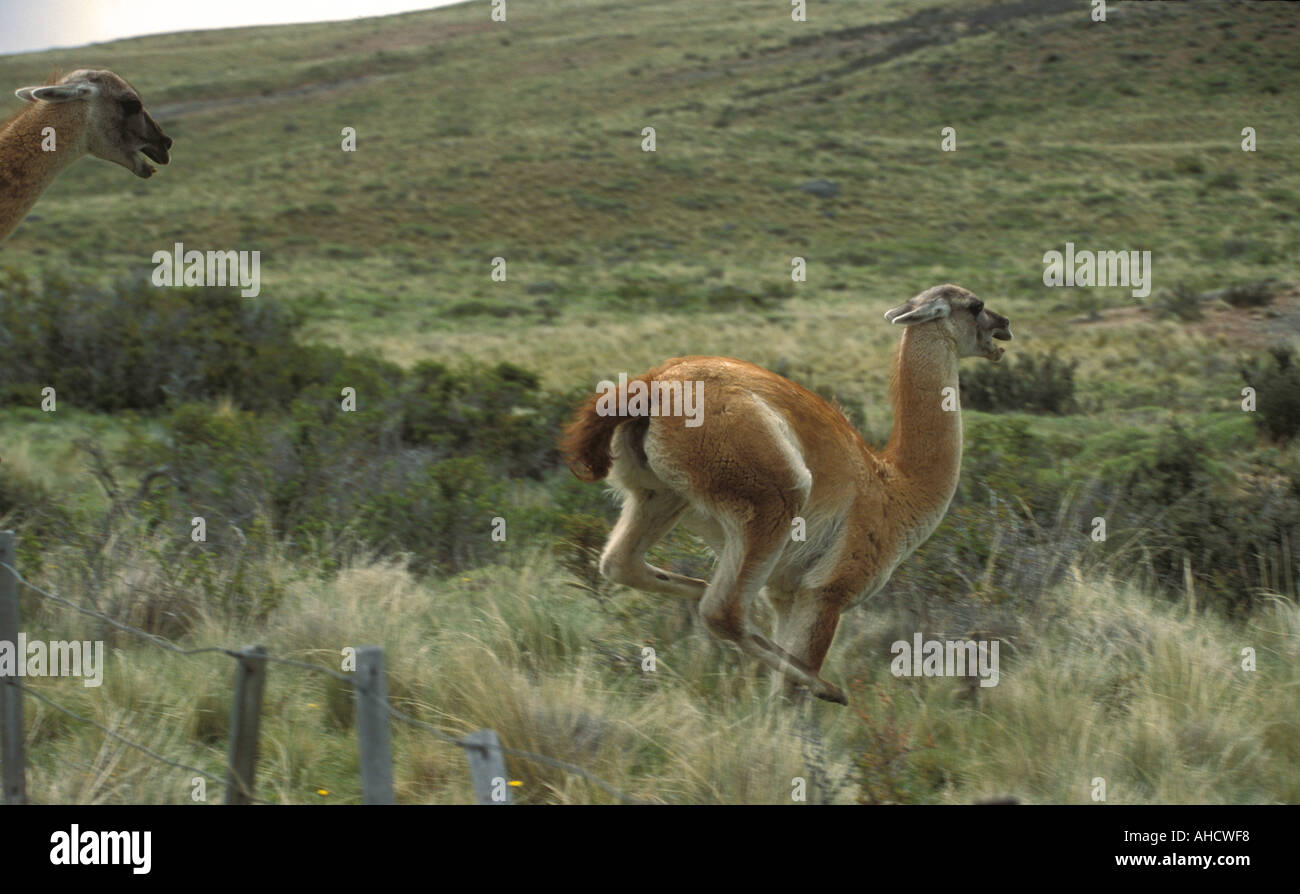 Adult male guanacos chasing Stock Photo