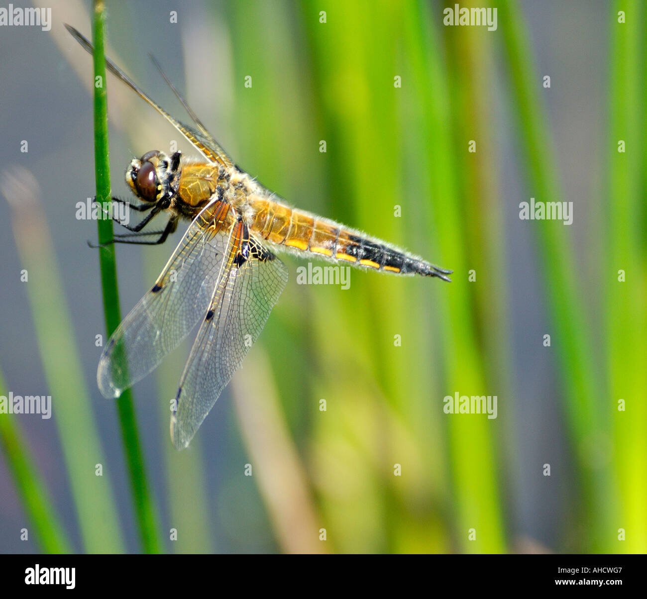 Classic side view of Four Spotted Chaser Libellula quadrimaculata settled on single grass stem with nicely blurred background Stock Photo