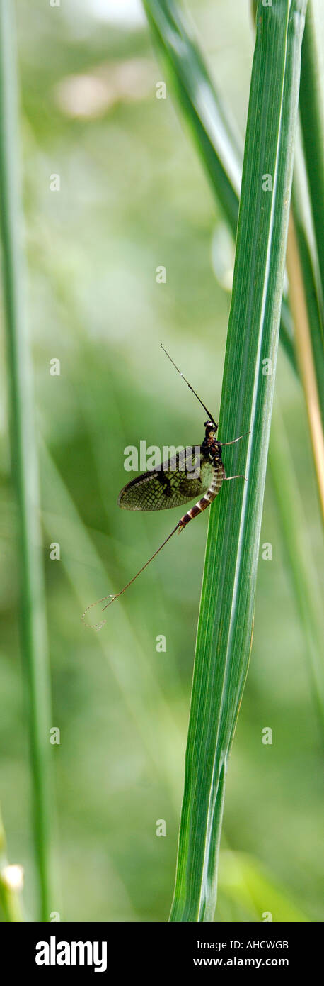 Upright panoramic format image of Mayfly Ephemeroptera sitting of a blade of grass Stock Photo