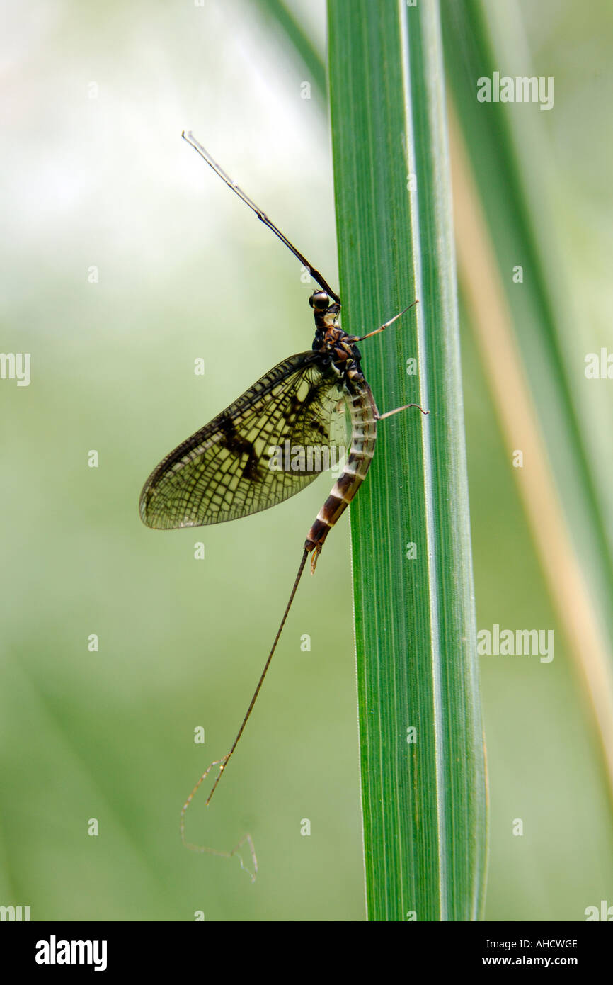 Upright portrait format image of Mayfly Ephemeroptera sitting on a blade of grass Stock Photo