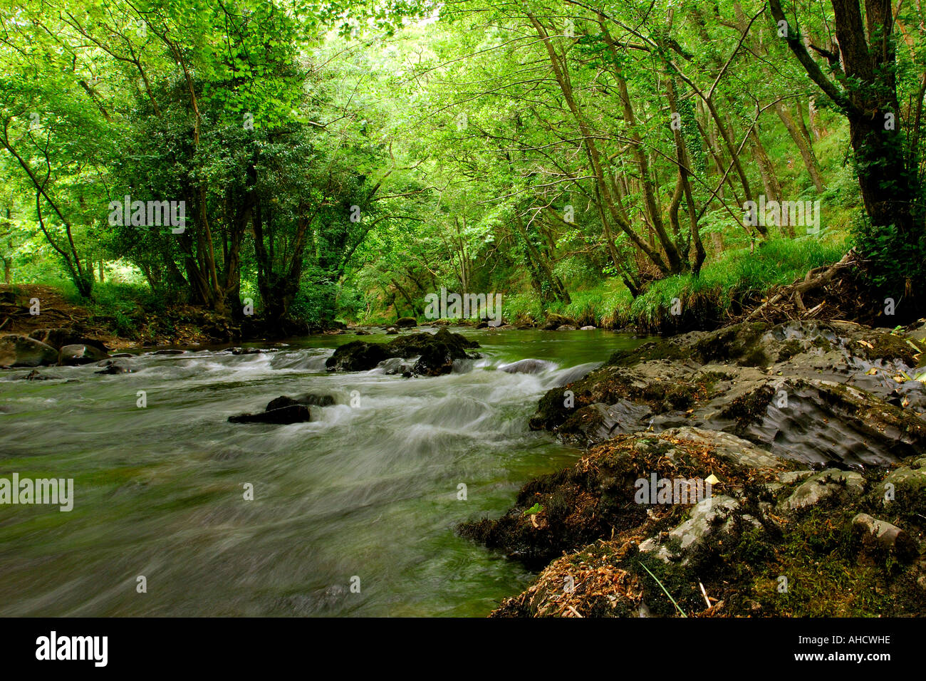 River Teign at Fingle Bridge Dartmoor South Devon England with overhanging trees Stock Photo