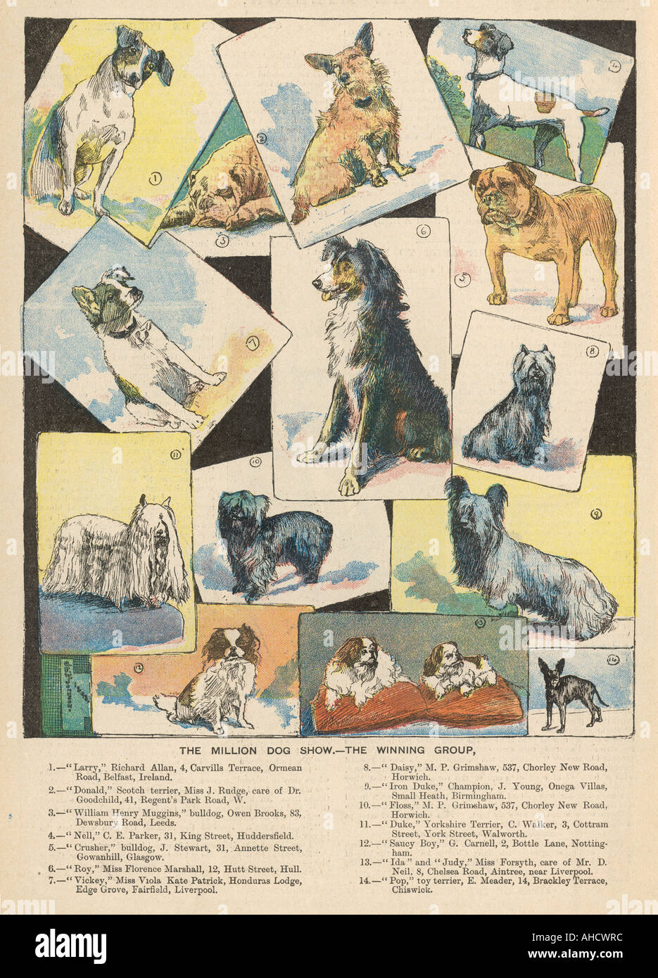Dog Show Winners 1893 Stock Photo