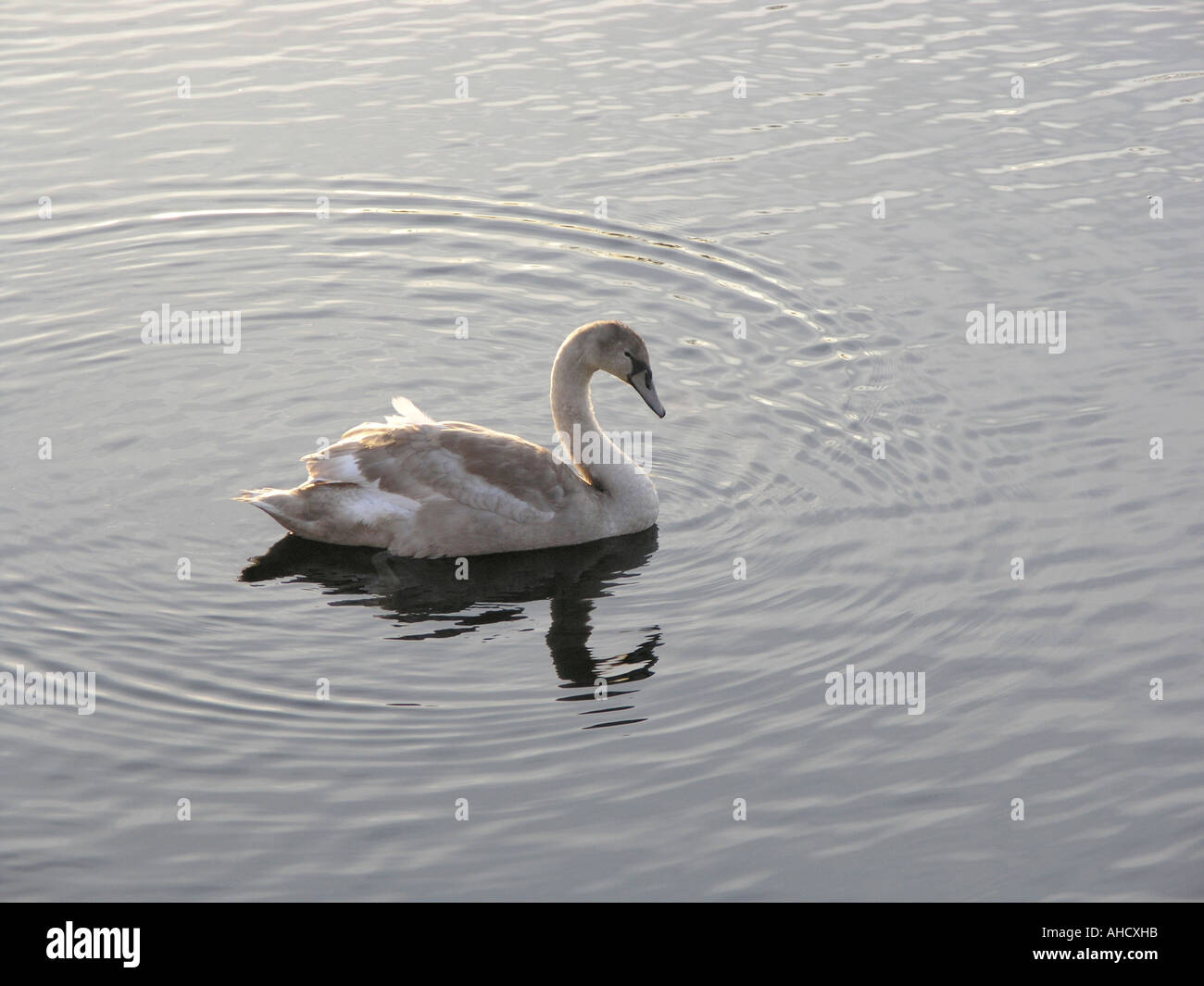 Mute Swan Cygnet the Erne by the Broadmeadow, Enniskillen, County Fermanagh Stock Photo