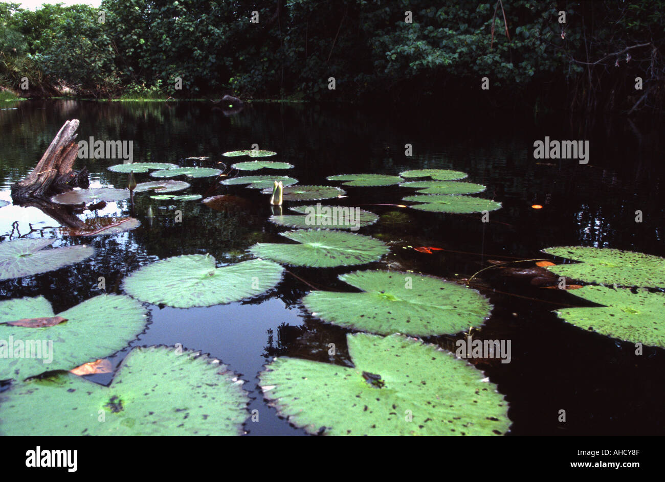 Loango National Park Gabon Stock Photo Alamy