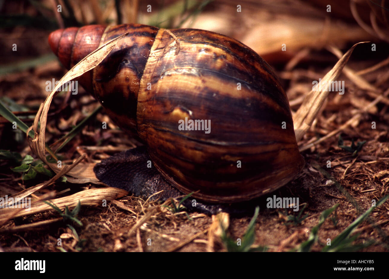 African Giant land snail, Stock Photo