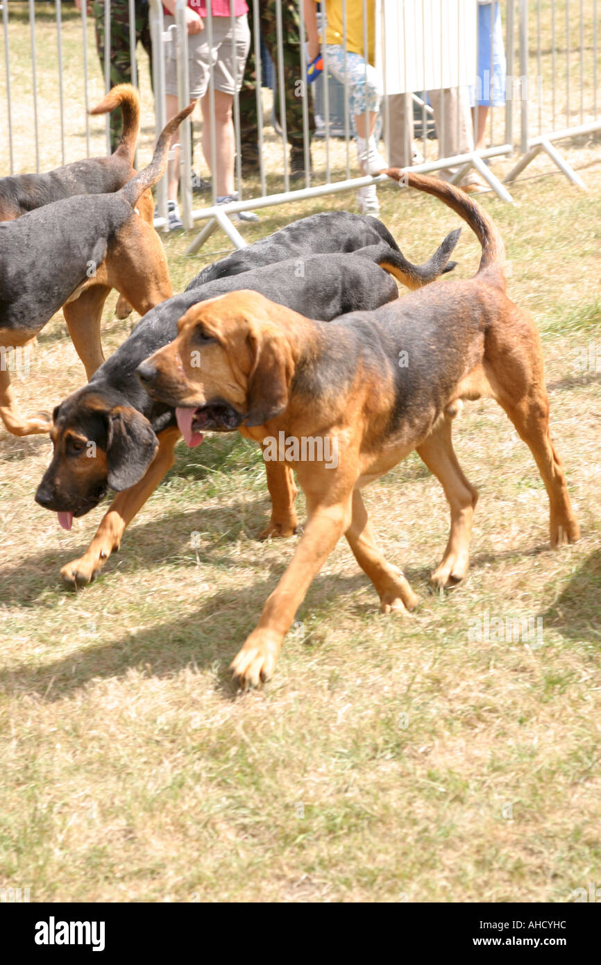 Baying dog hi-res stock photography and images - Alamy