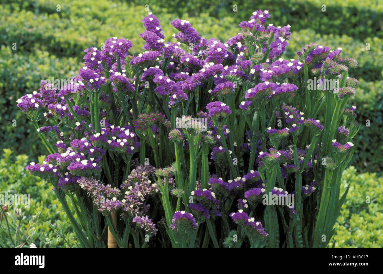 Limonium Sinuatum South Italy Italy Stock Photo