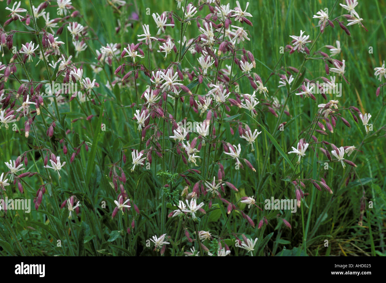 Silene Nutans Italy Stock Photo