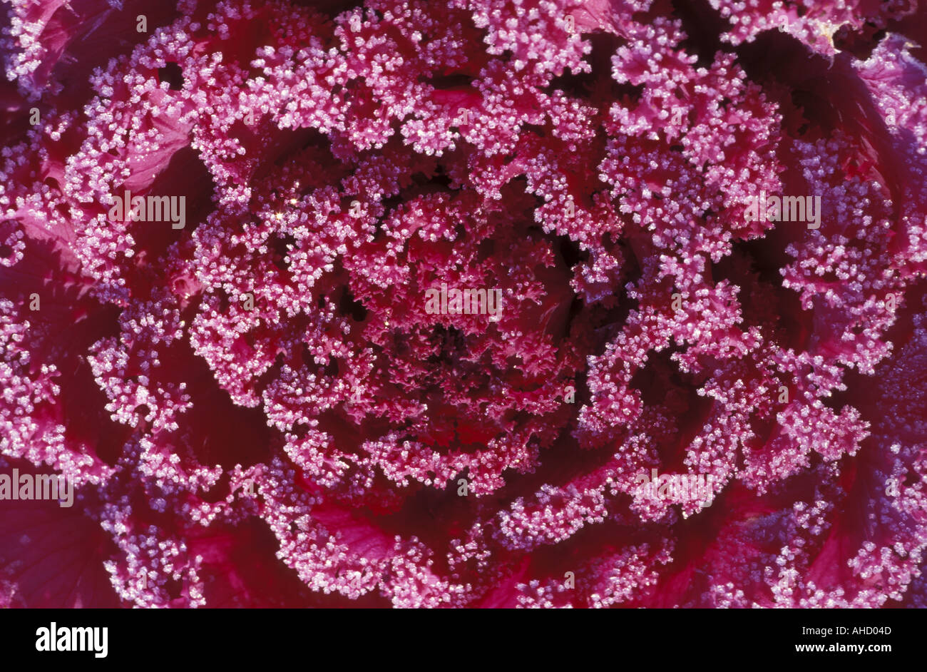 Brassica Oleracea Italy Stock Photo Alamy