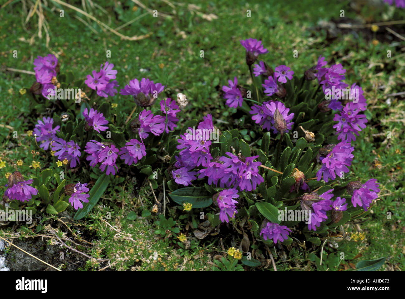 Primula Glutinosa Alpi mountains Italy Stock Photo