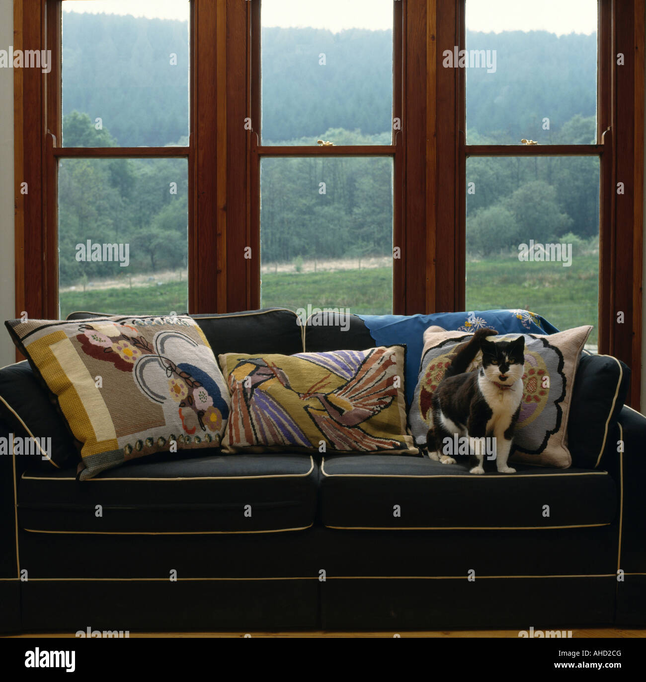 Cat on settee hi-res stock photography and images - Alamy