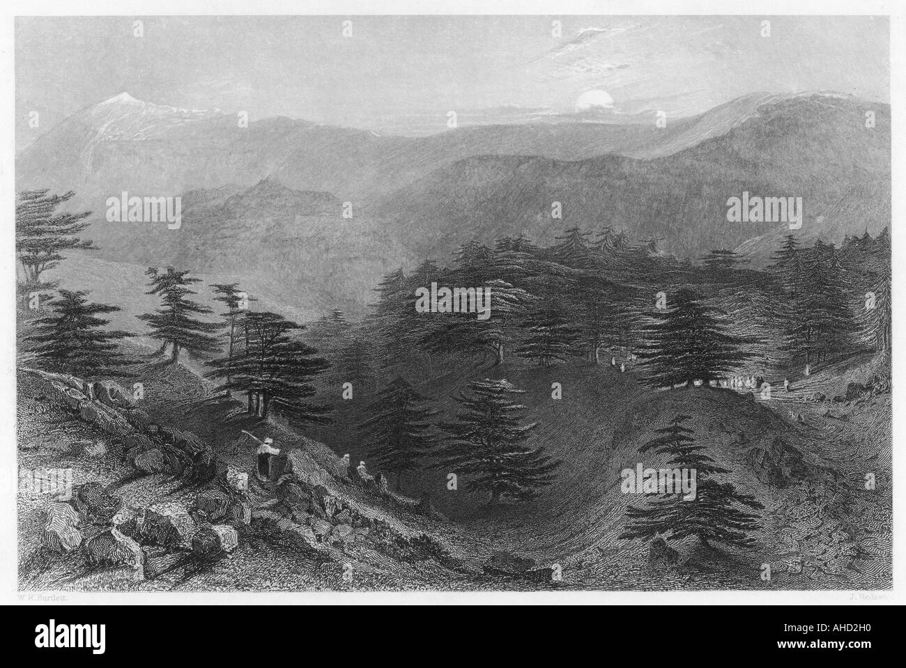 Mount Lebanon Cedars Stock Photo