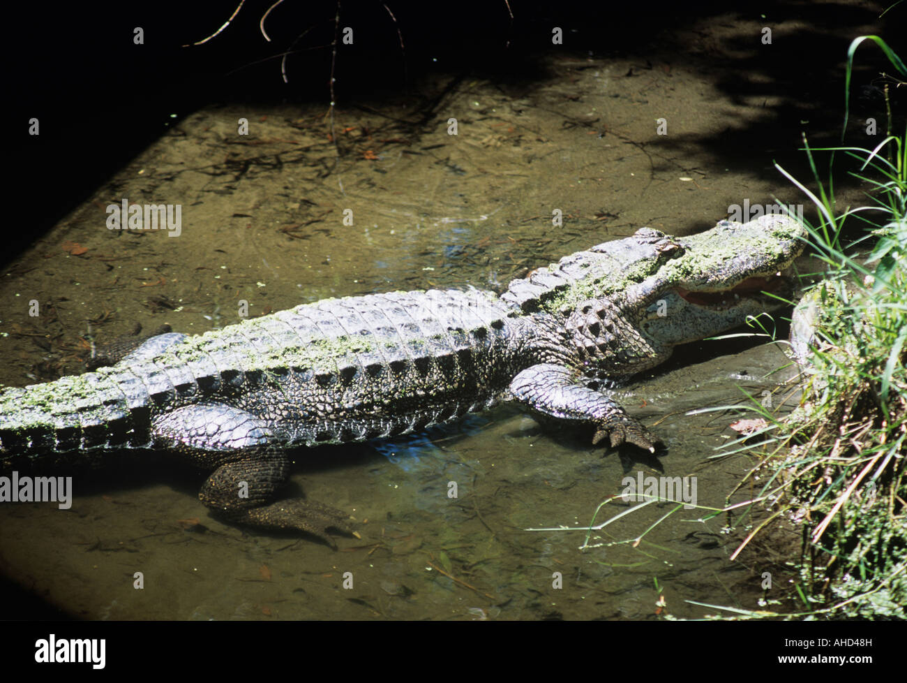 Alligator, Audubon Zoo, New Orleans, Louisiana, USA Stock Photo Alamy
