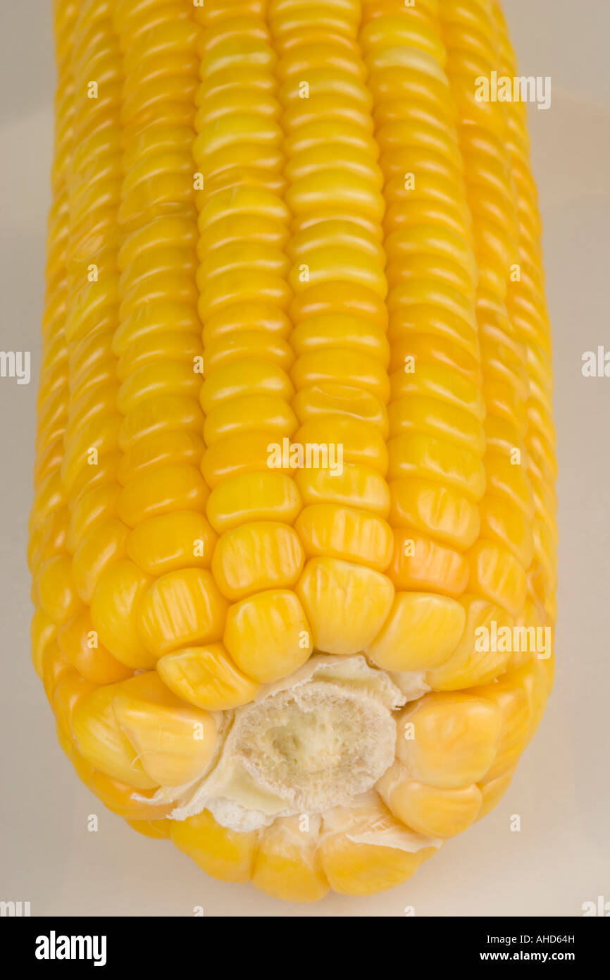 Indian sweet corn. Taken under studio lights Stock Photo