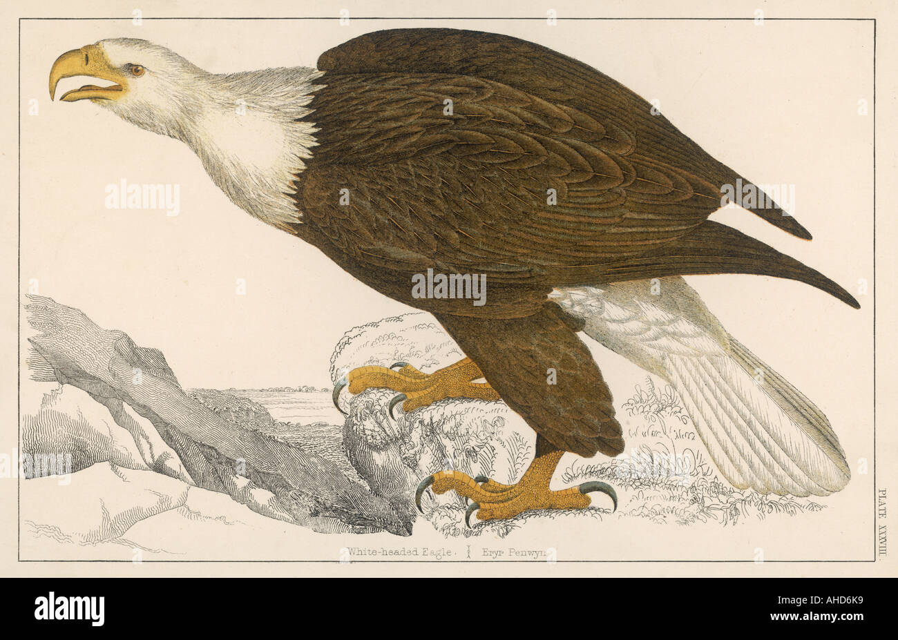 White headed eagle hi-res stock photography and images - Alamy