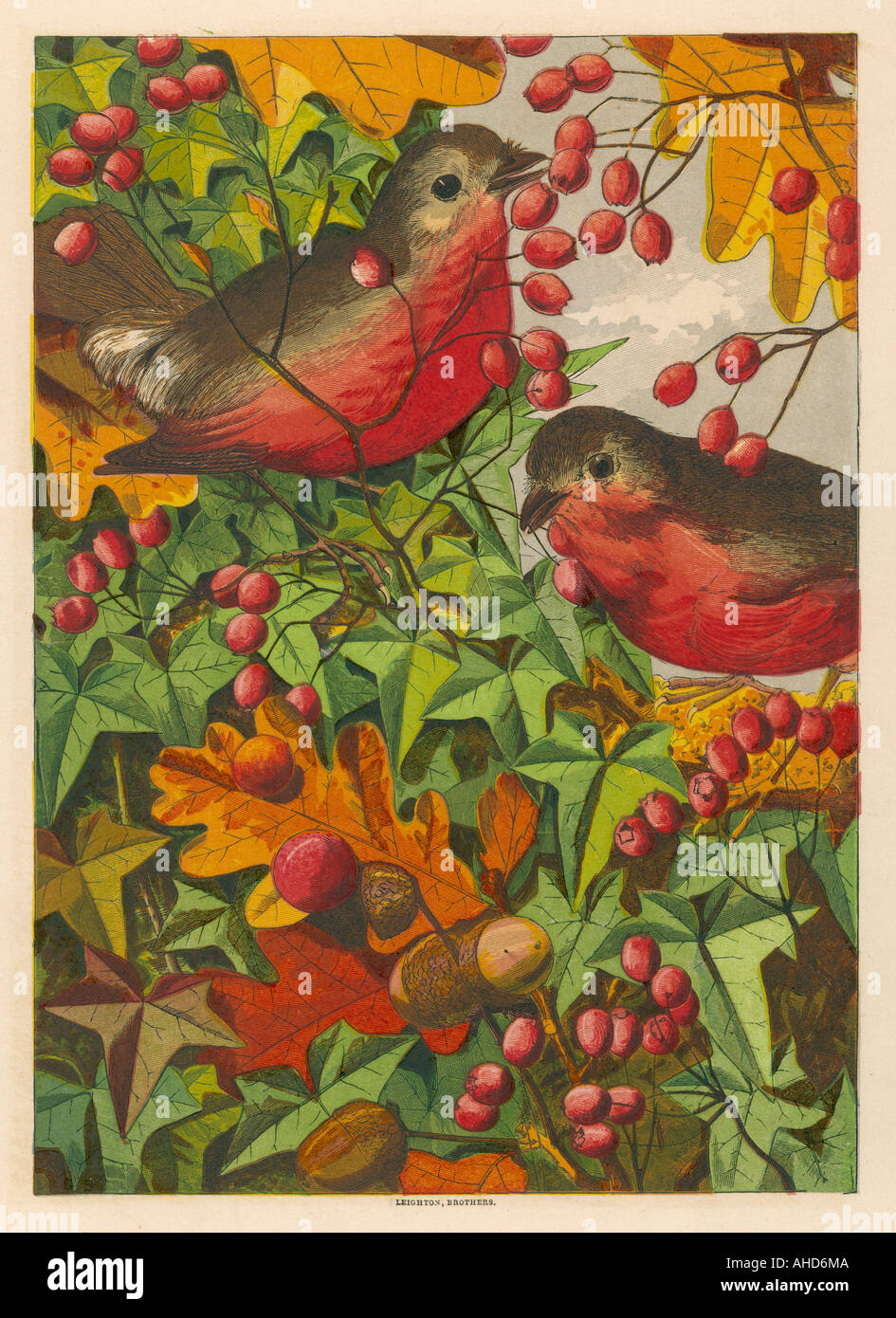 Two robins hires stock photography and images Alamy