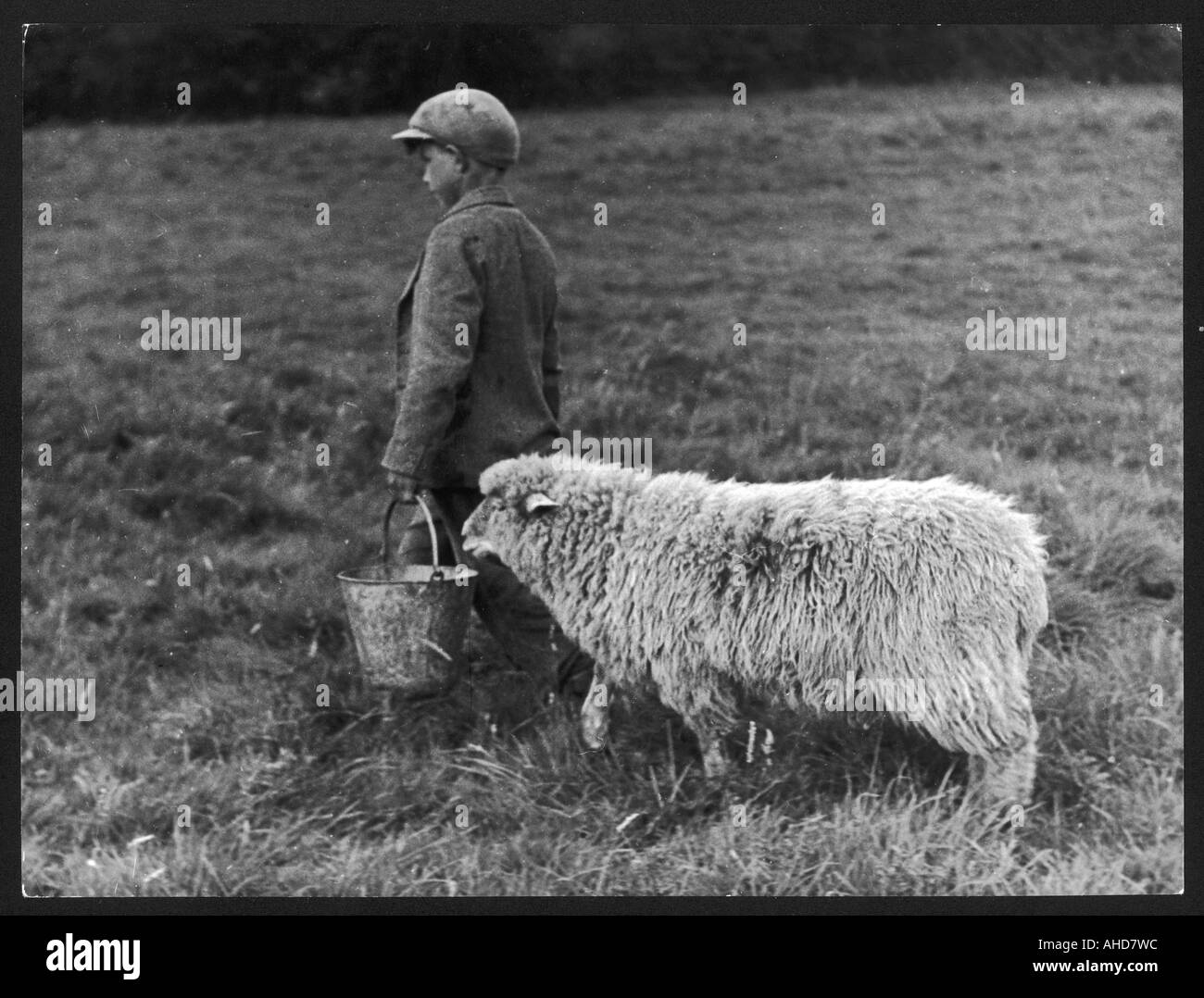 Boy And Sheep Stock Photo