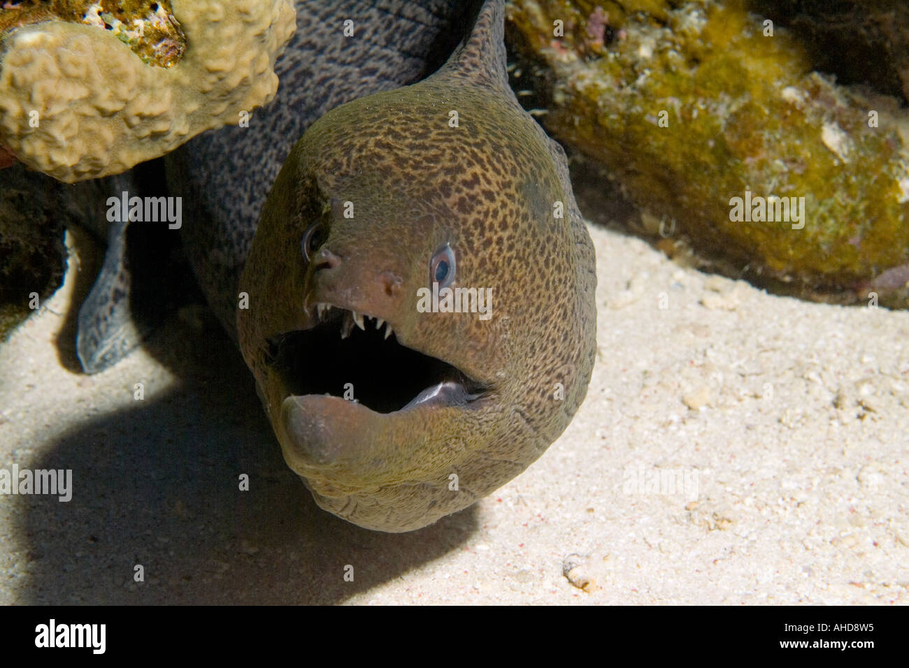 giant moray eel in the red sea Stock Photo Alamy