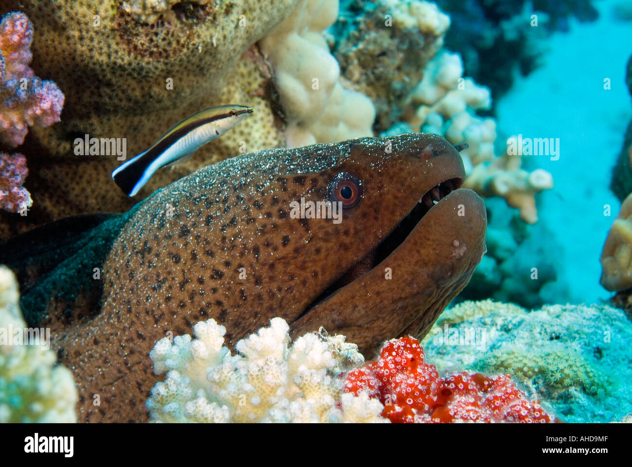 Giant moray eel with cleaner wrasse in the Red Sea Stock Photo Alamy