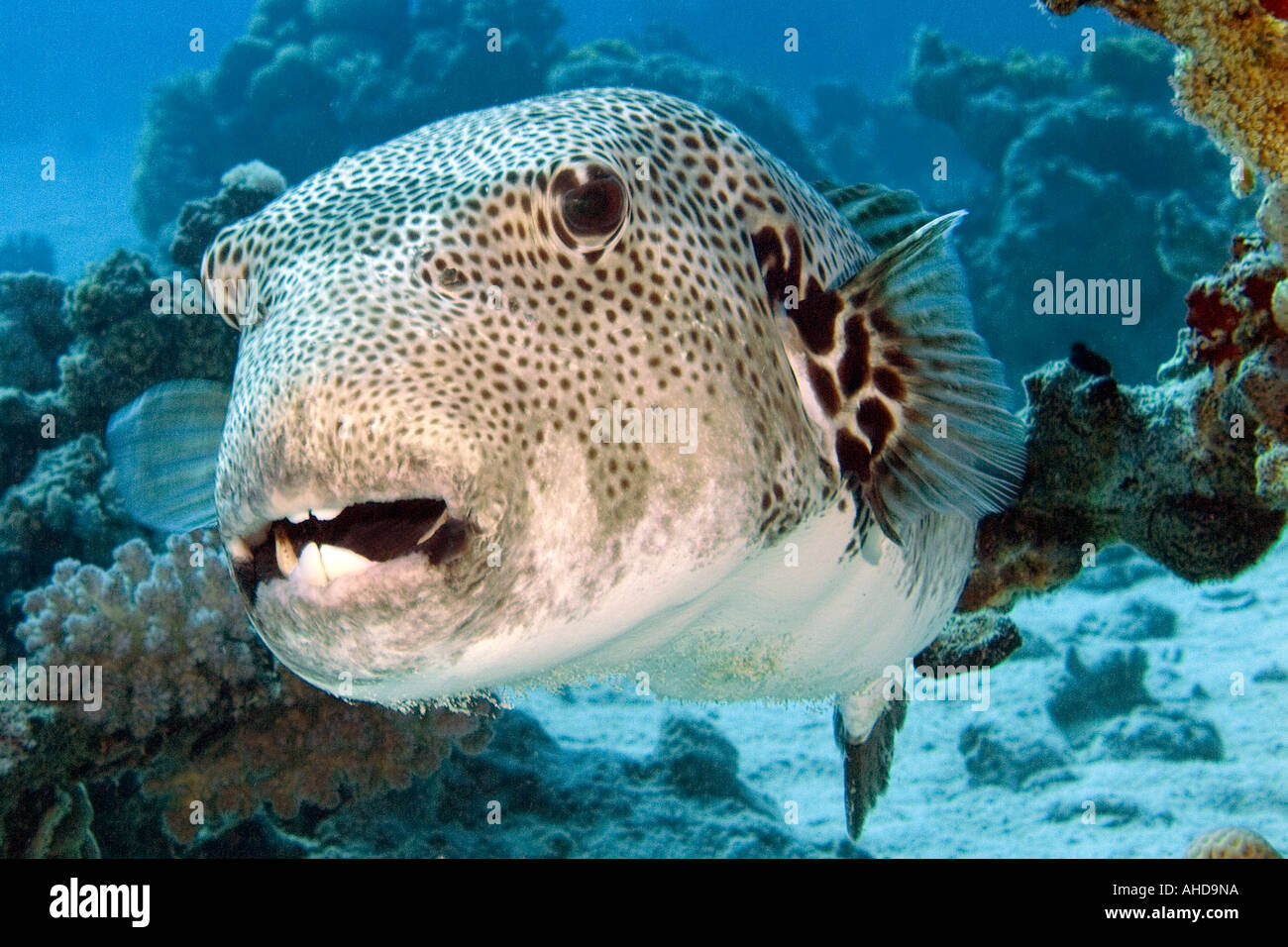 Large puffer fish in the Red Sea Stock Photo - Alamy