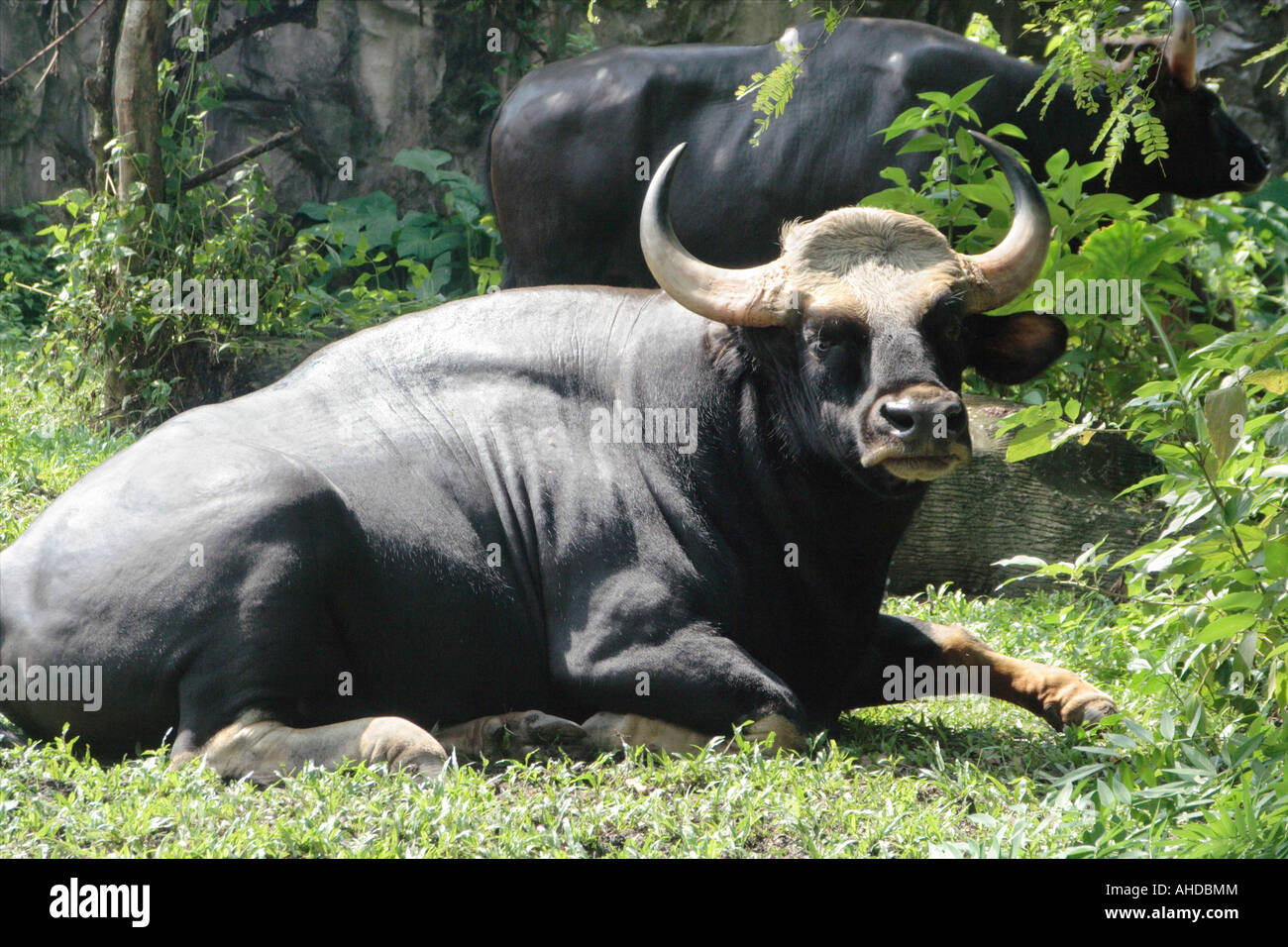 Malayan Gaur Or Seladang In Malay At The Malaysian National Zoo Stock Photo Alamy