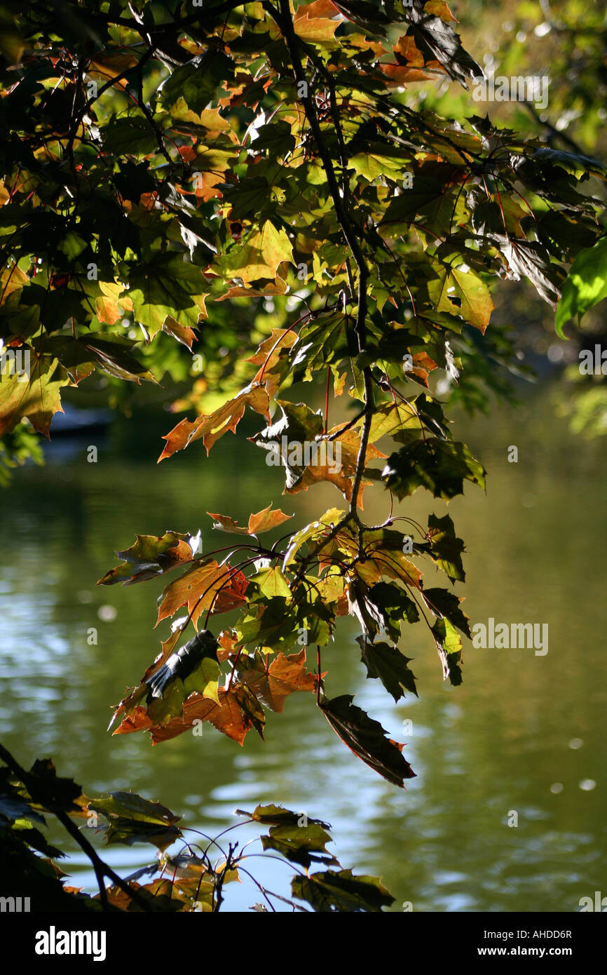 Lake maple tree hi-res stock photography and images - Alamy