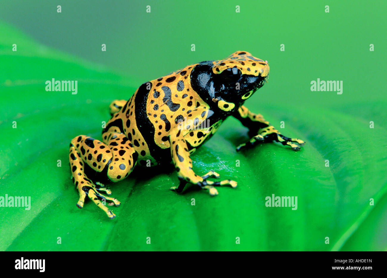 yellow-banded poison dart frog,yellow banded poison frog,bumble bee poison arrow frog (Dendrobates leucomelas),sitting on a leaf Stock Photo