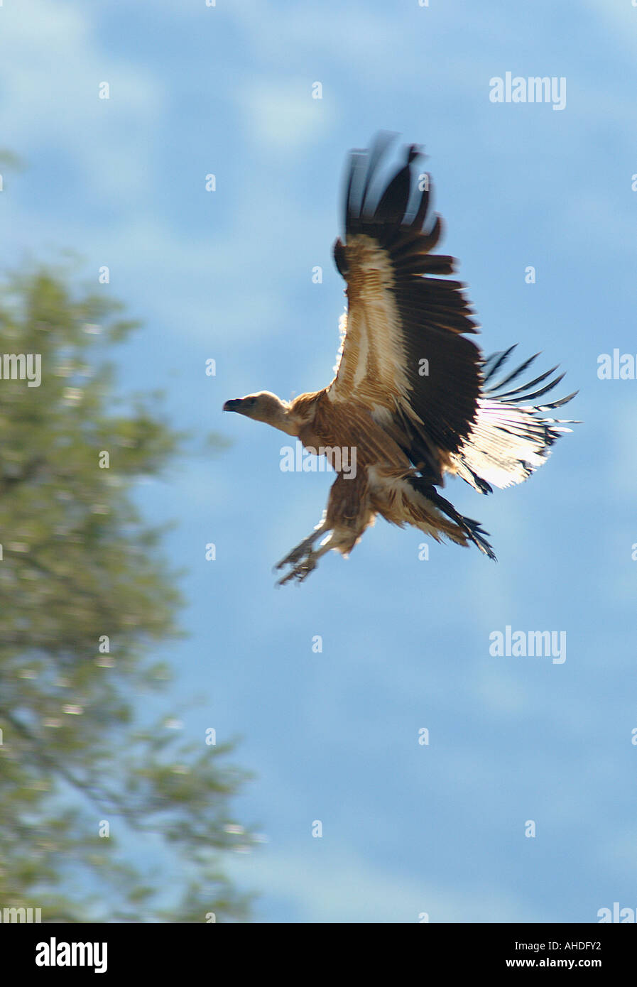 Griffon Vulture soaring into land, Casares, Andalucia, Spain Stock Photo