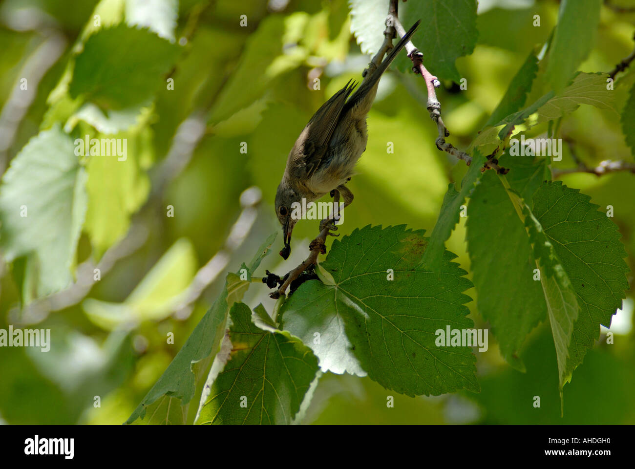 Passerine feeding on berries in shady part of tree Stock Photo