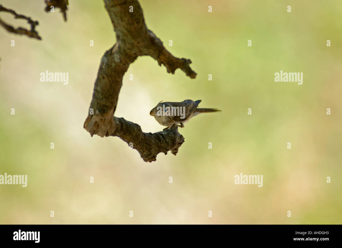 Passerine resting on branch in shade Stock Photo