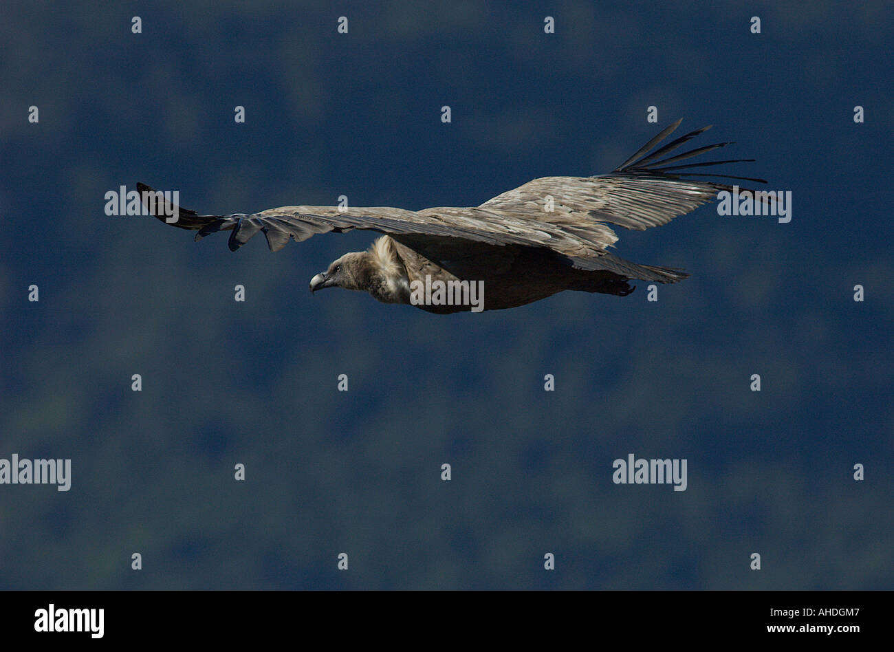 Griffon Vulture soaring Stock Photo