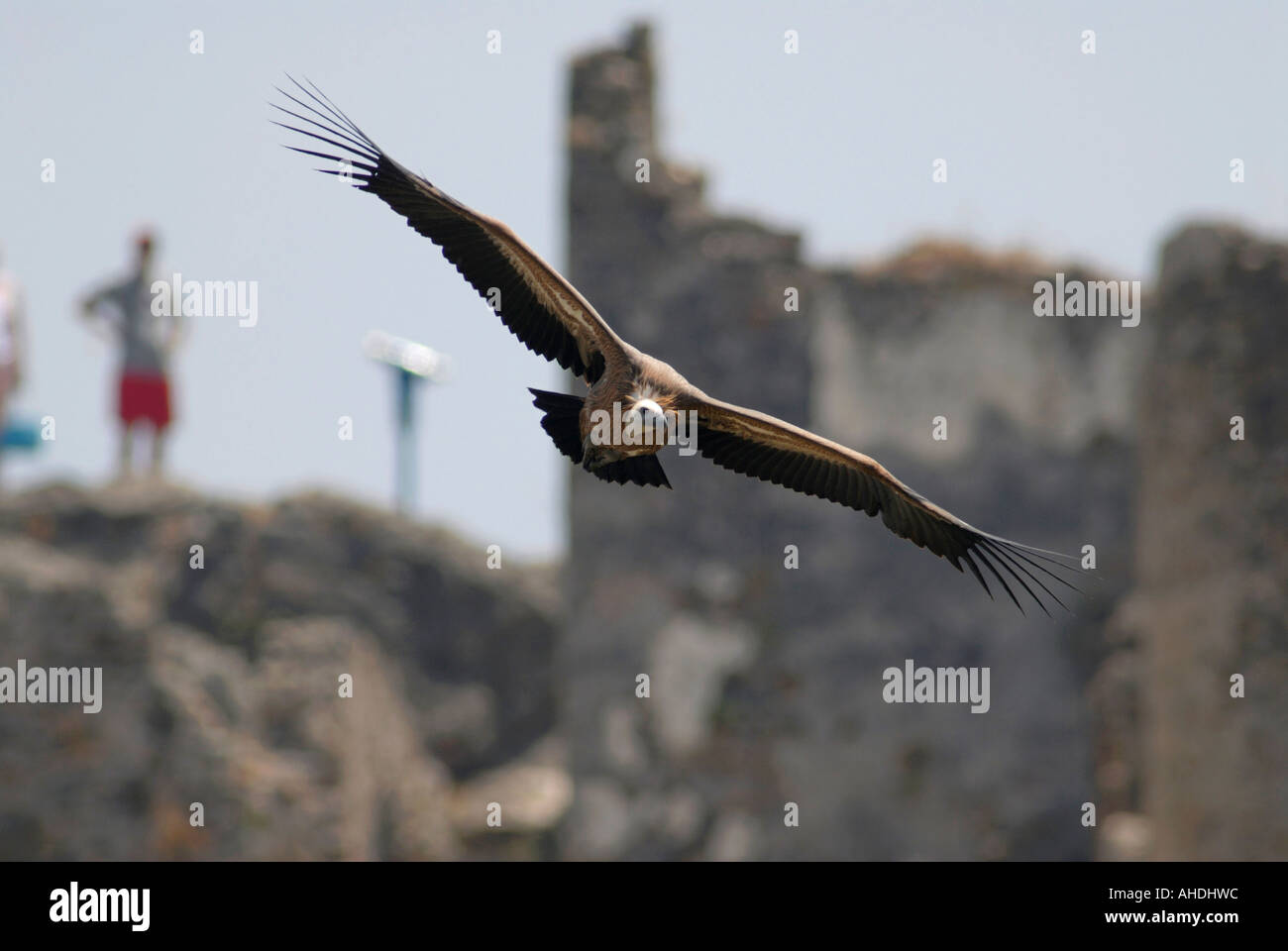 Griffon Vulture soaring with ruins of Moorish castle and tourist behind Stock Photo