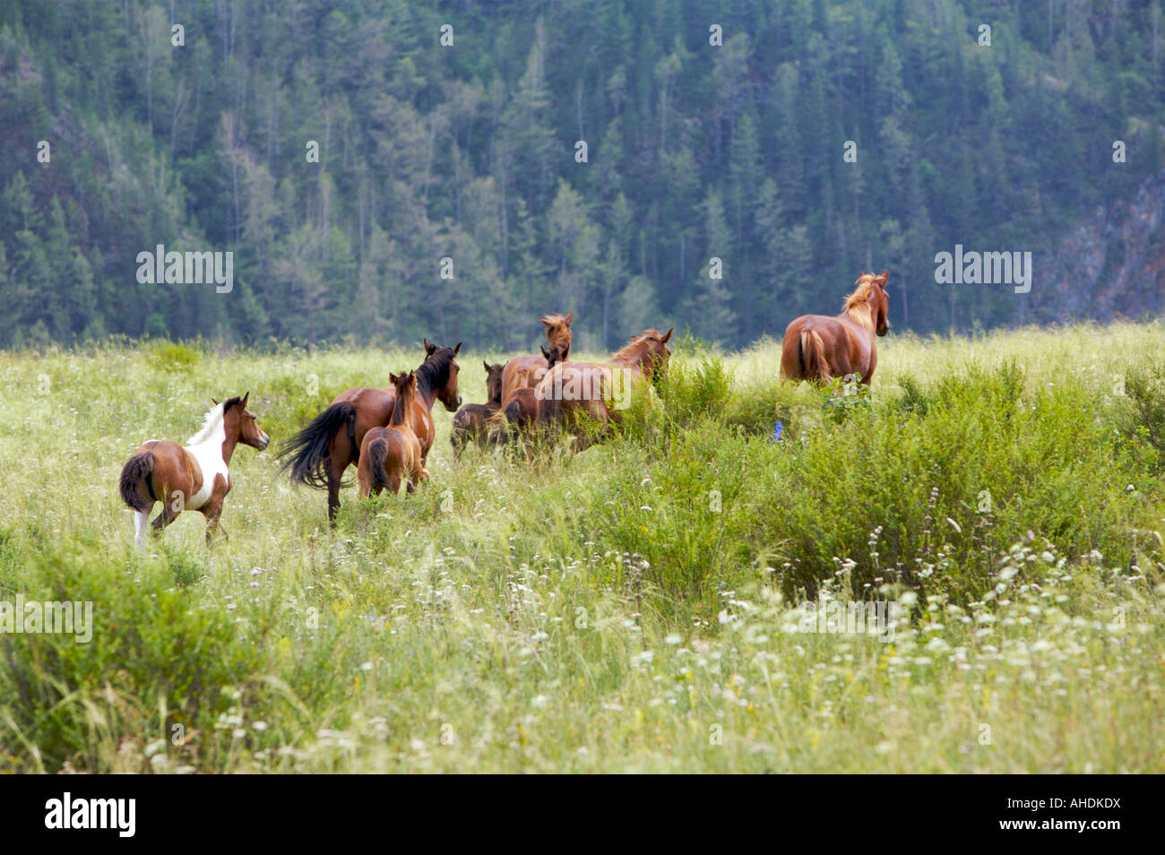 Wild Horses Altai Russia Stock Photo