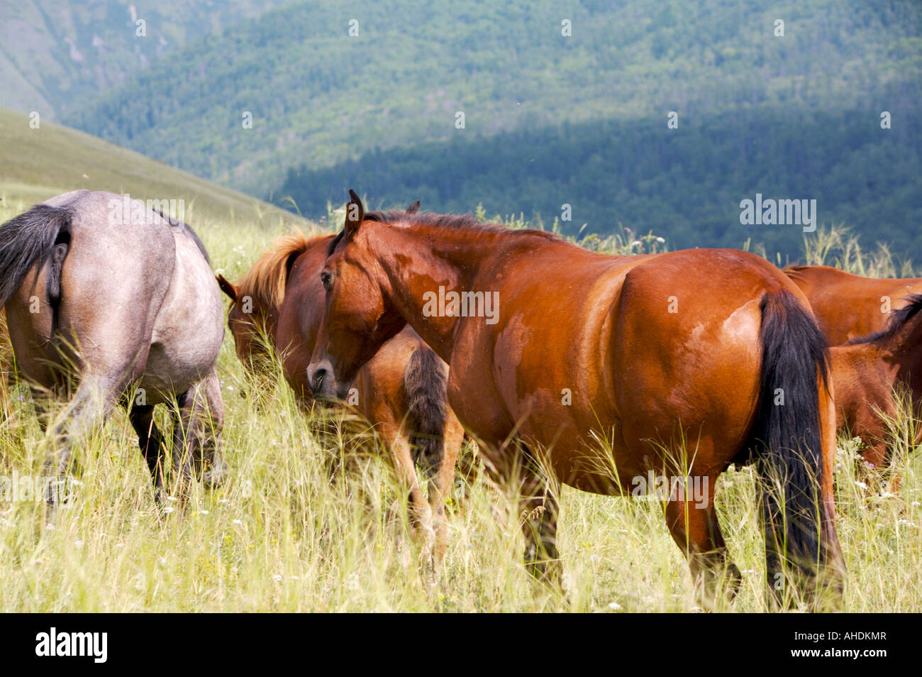 Wild Horses Altai Russia Stock Photo