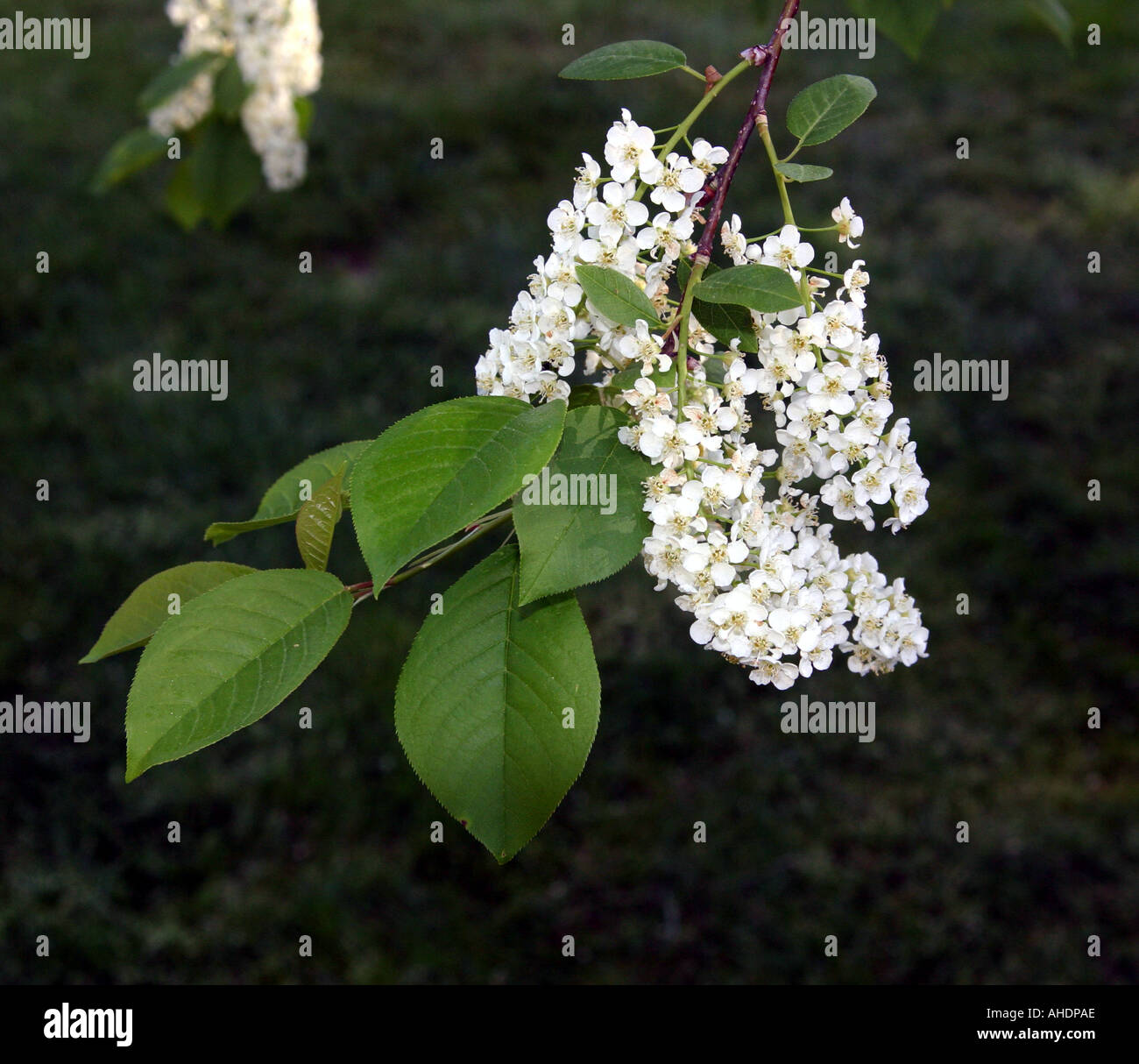 Hanging blossoms of the Common Chokecherry tree Stock Photo - Alamy