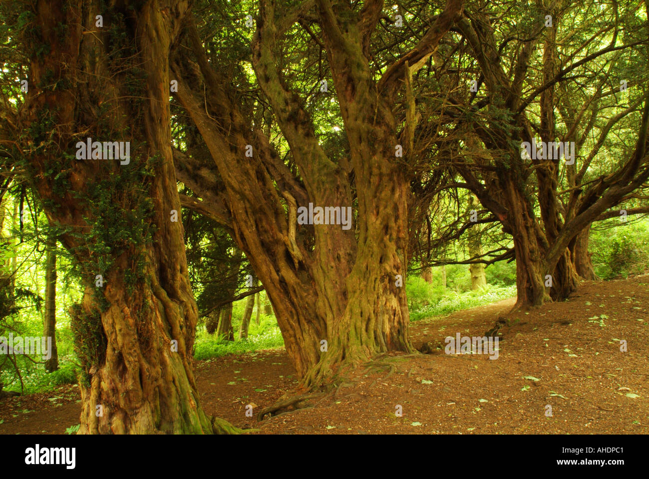 Ancient yew trees in Roslin Glen, Midlothian, Scotland, UK Stock Photo