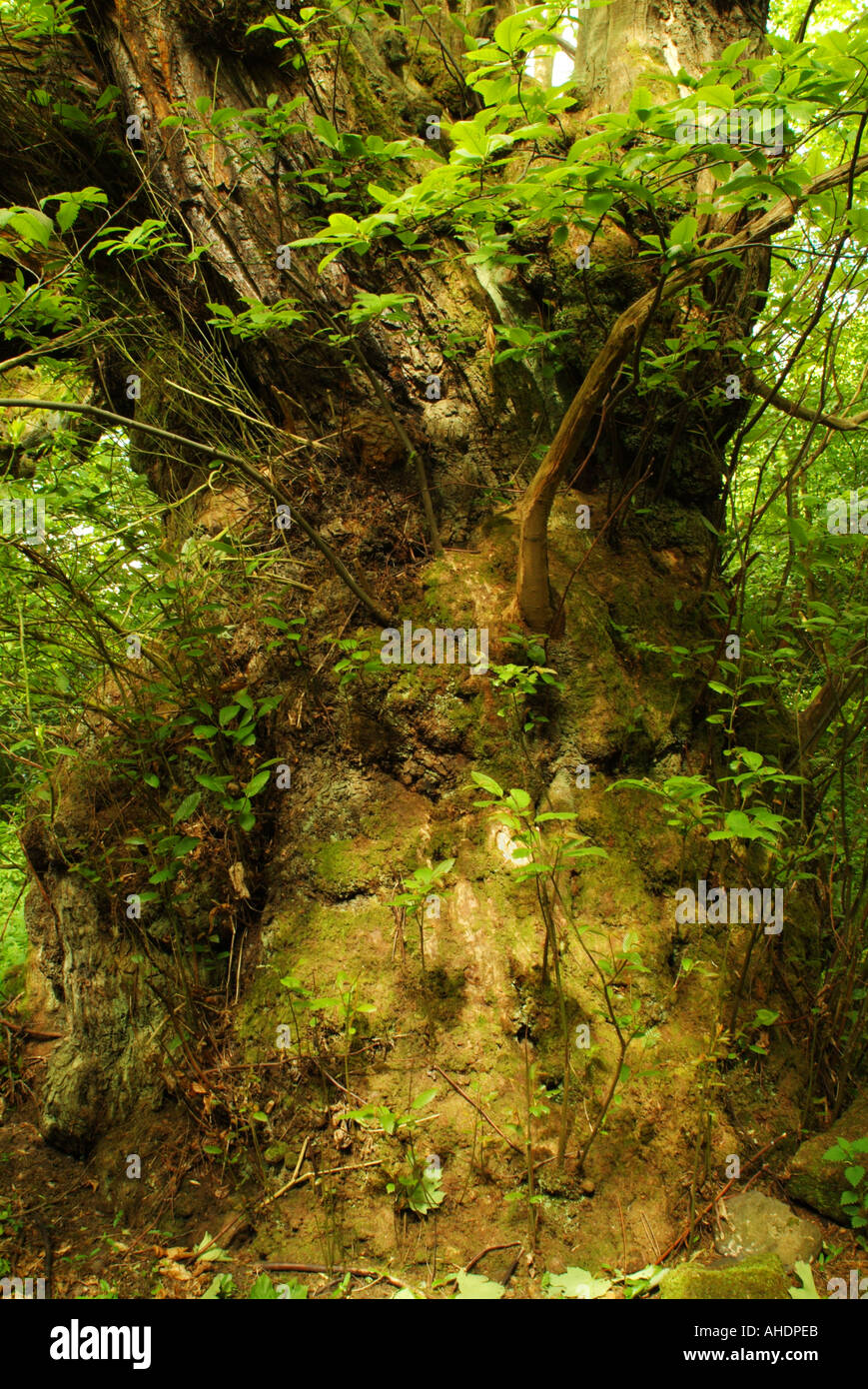 The trunk of the Roslin sweet chestnut heritage tree, Roslin Glen