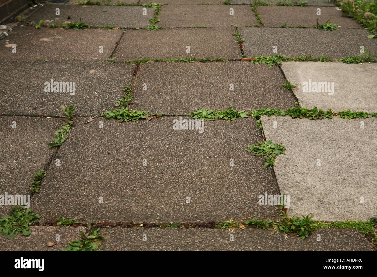 Weeds growing between pavement Stock Photo Alamy