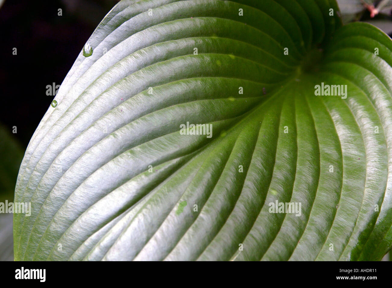 Contoh Broadleaf Broad leaf hi-res stock photography and images - Alamy