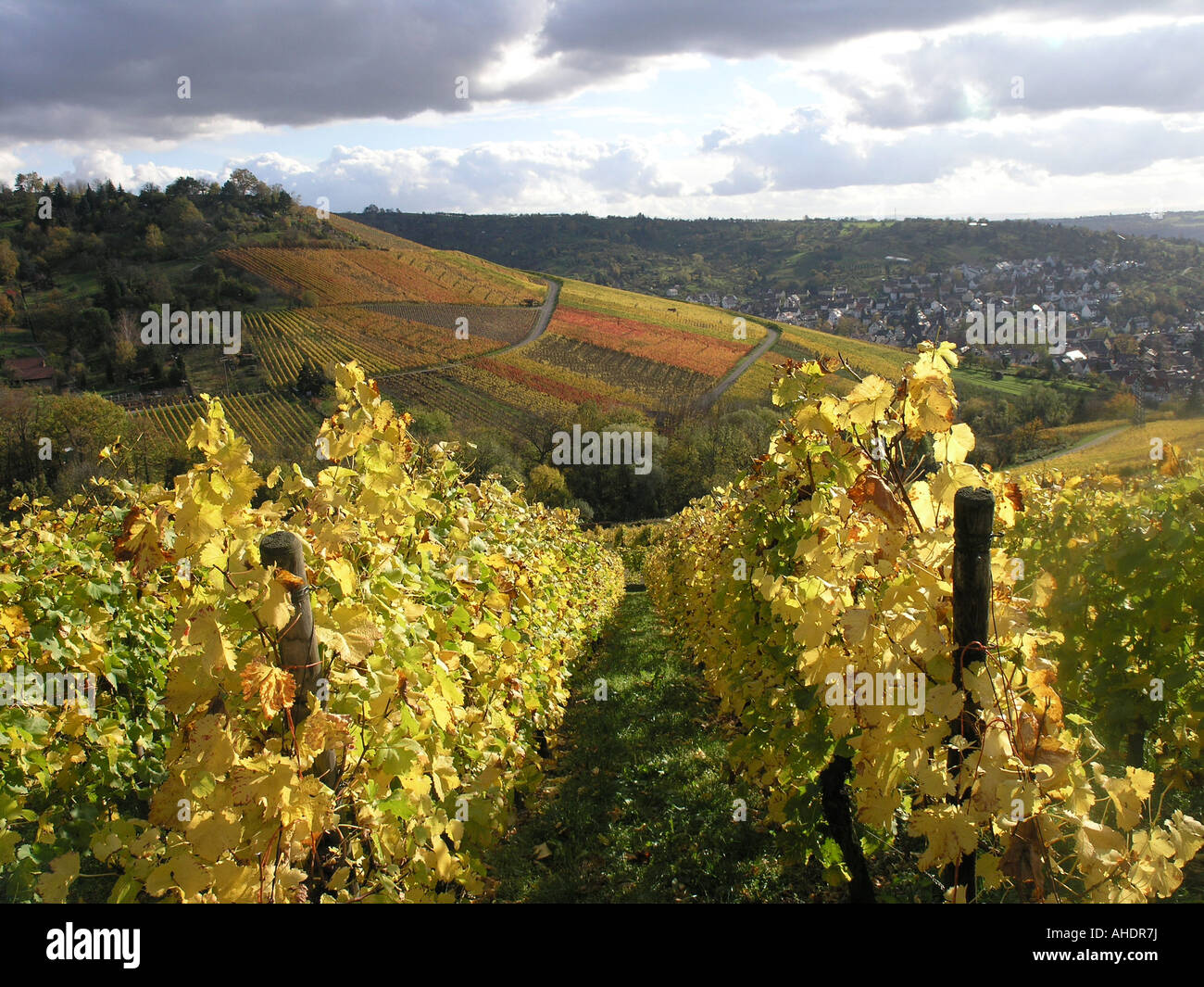 vineyards in autumn Uhlbach, Stuttgart, Baden Wuerttemberg, Germany
