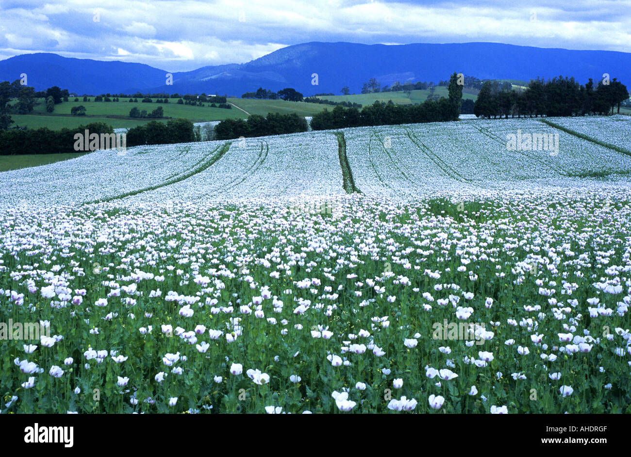 Opium poppy fields at Scottsdale, Tasmania, Australia Stock Photo ...