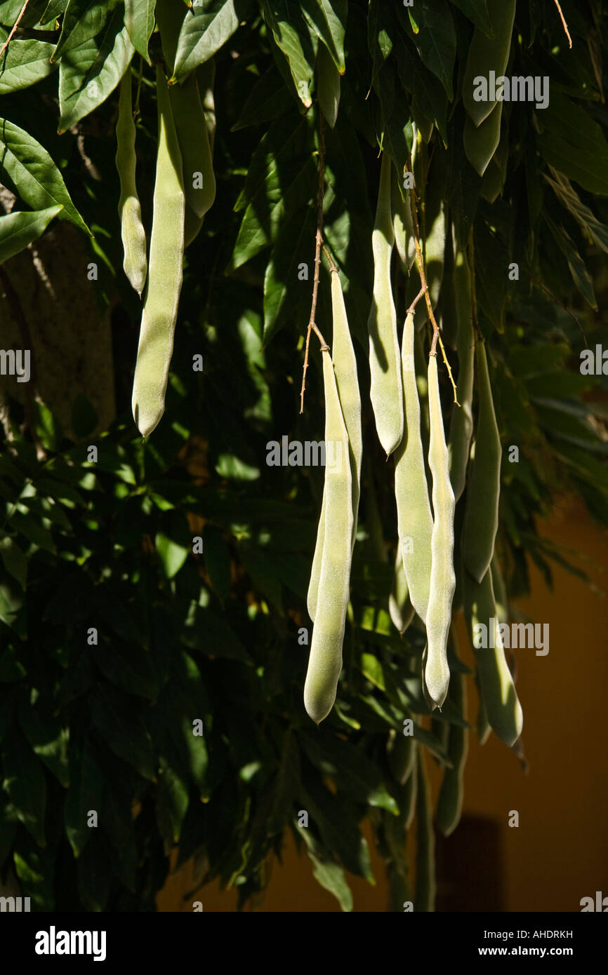 Wisteria seed pods hires stock photography and images Alamy