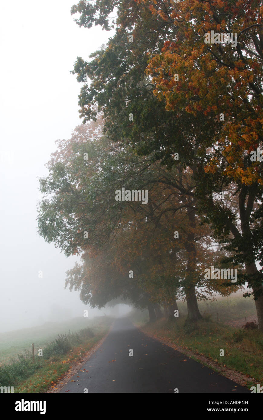 Autumn road in the fog Stock Photo
