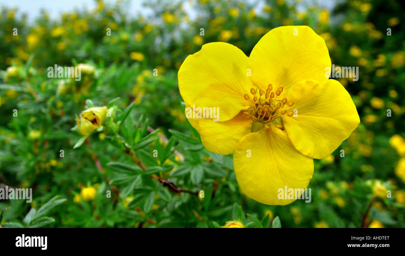 shrubby cinquefoil, yellow rose (Potentilla fruticosa), blooming Stock Photo