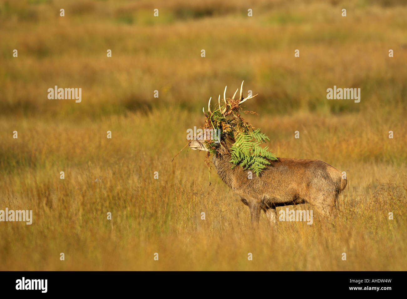 Red Deer stag Cervus elaphus UK autumn Stock Photo