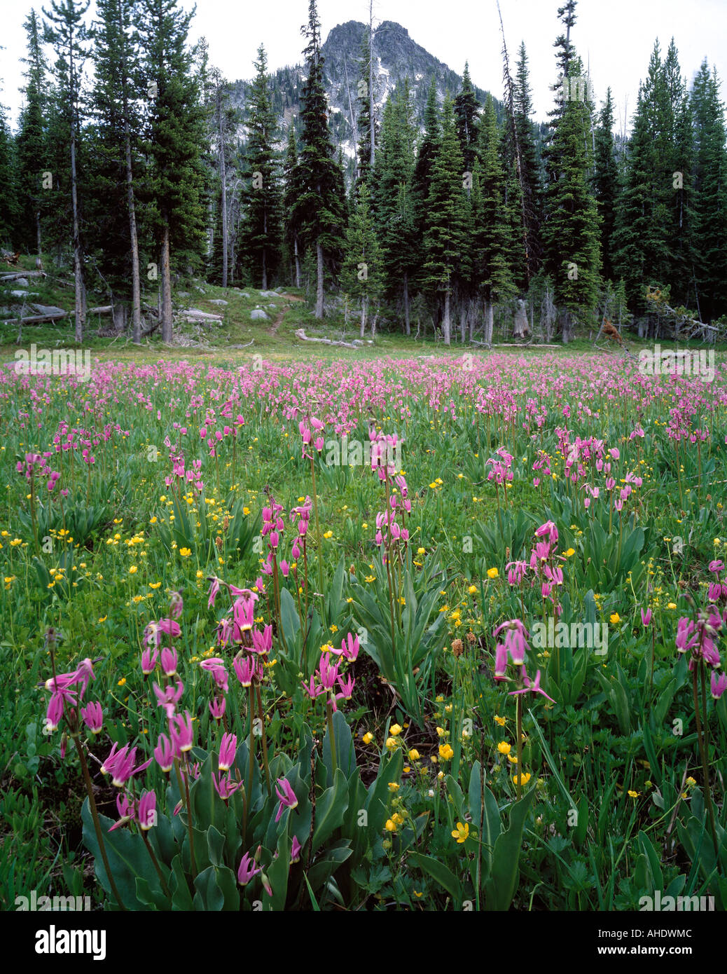 Mountain pink wildflowers hi-res stock photography and images - Alamy