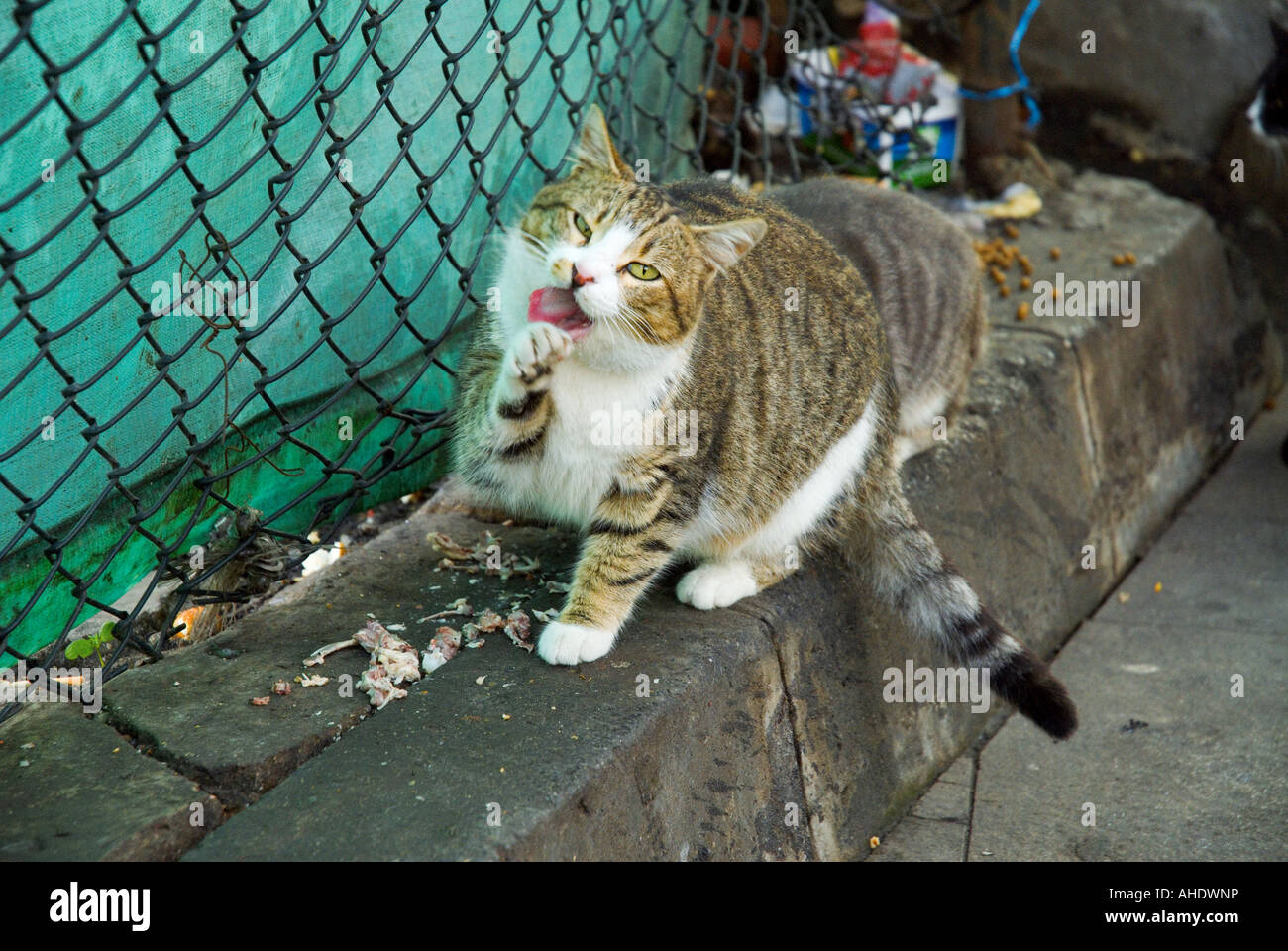 Tabby cat cleaning paw Stock Photo Alamy
