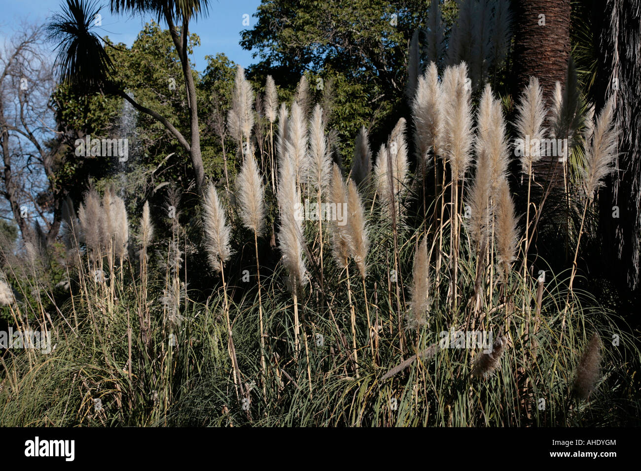 Pampas Grass - Cortaderia sellowana [C. argentea] Stock Photo