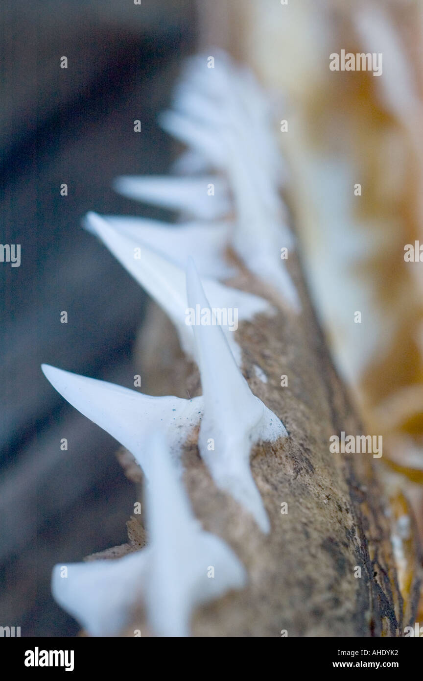 Double Row Teeth High Resolution Stock Photography and Images - Alamy